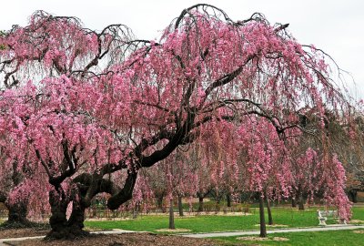 Weeping Cherry Tree in Bloom