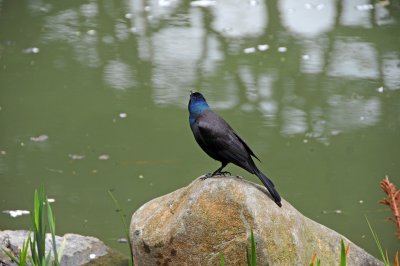 Grackle