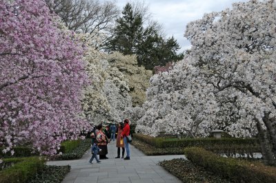 Magnolia Grove in Bloom