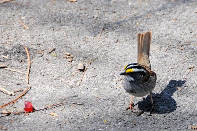 White Throated Sparrow Eyeing a Gummy