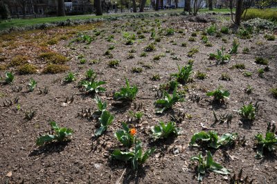 Gardens in Renovated Park