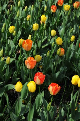 Garden Tulips