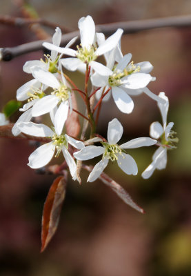 Amelanchier canadensis Blossoms