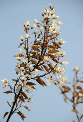 Amelanchier canadensis Blossoms