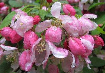 Crab Apple Blossoms in April Showers