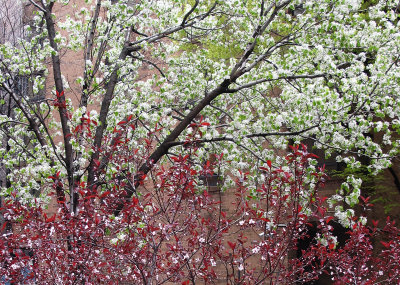 Pear Tree & Prunus x cistema Blossoms