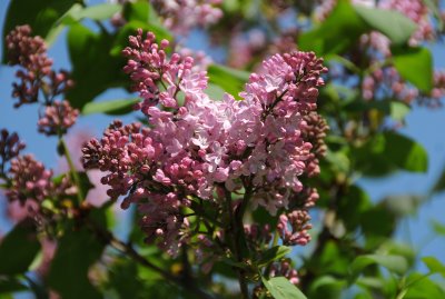 Lilacs are Blooming - Conservatory Garden