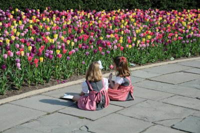 Drawing Tulips - Conservatory Garden