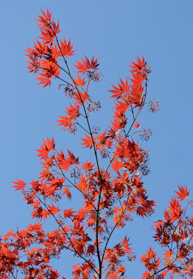 Red Maple Blossoms