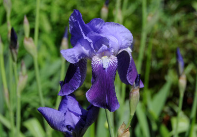 Iris