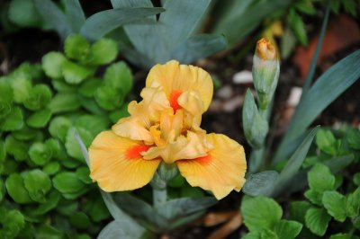 Iris
