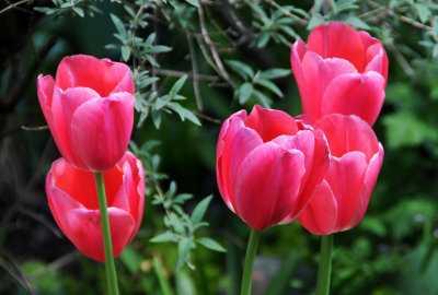 Tulips