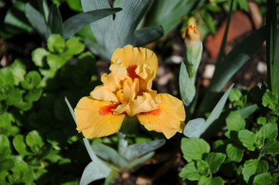 Iris
