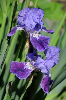 Iris