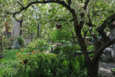 Apple Tree Blossoms & Garden View