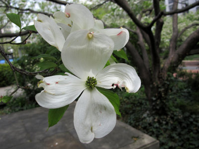 Dogwood