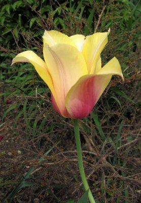 Tulip