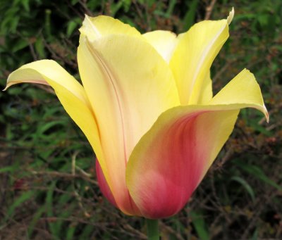 Tulip