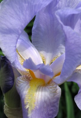 Iris