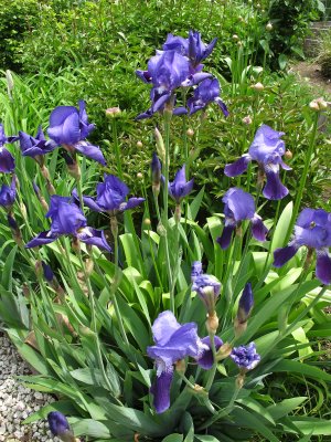 Iris