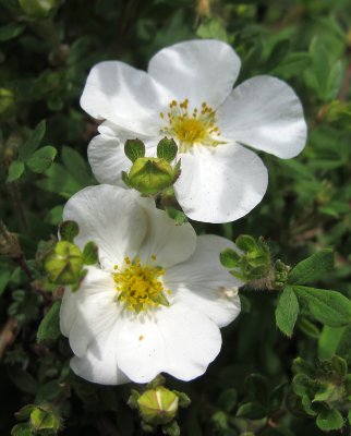 Potentilla