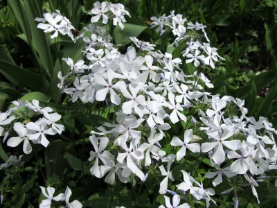 Phlox