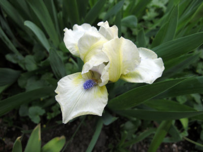 Iris