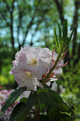 Rhododendrons Beginning to Bloom