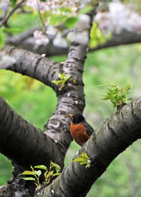 Robin in a Cherry Tree