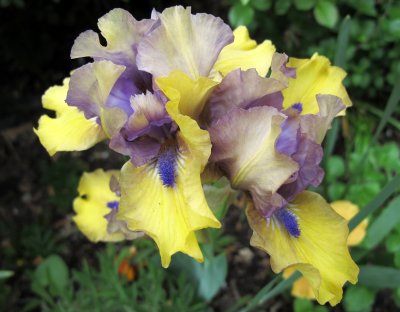 Iris are Blooming