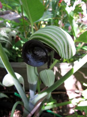 Jack in the Pulpit or Arisaema triphyllum