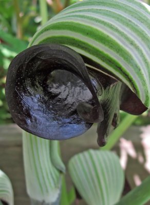 Jack in the Pulpit or Arisaema triphyllum