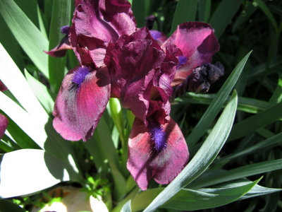 Iris