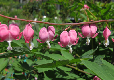 Bleeding Hearts