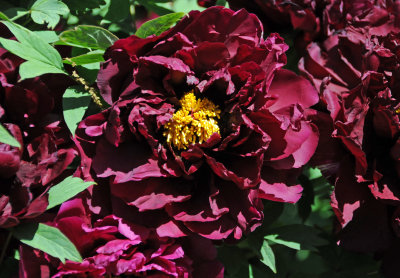 g4/26/411626/3/134667366.sB9qGGZq.jpg