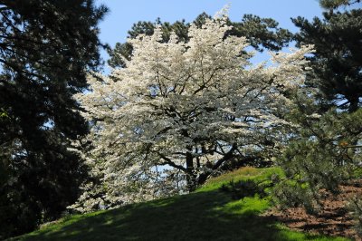 Dogwood Tree in Full Bloom