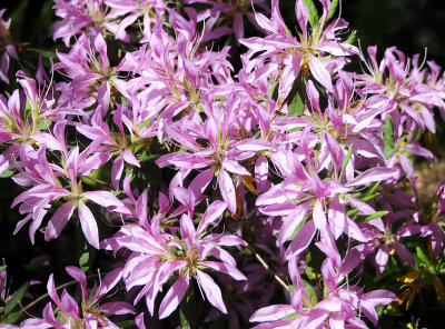 Spider Azalea