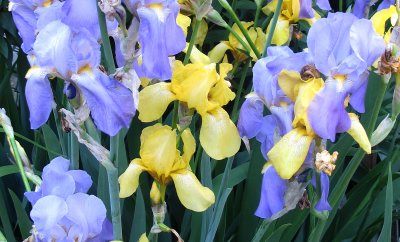 IMG_5392 copy