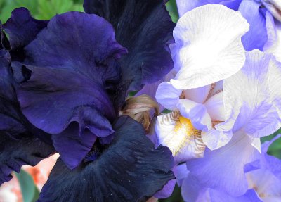 IMG_5395 copy