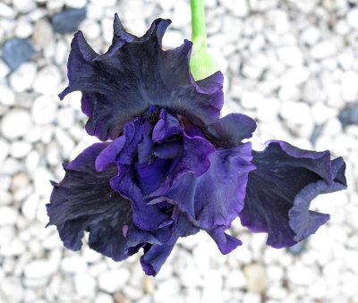 Midnight Indigo Iris