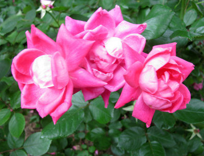 IMG_5464.JPG