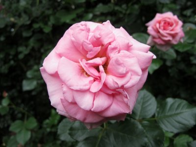 IMG_5469.JPG