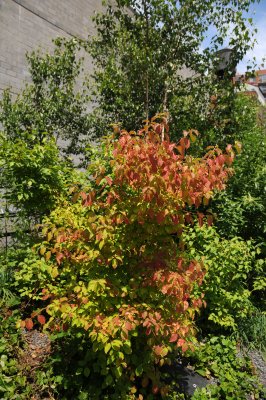 DSC_9513.JPG
