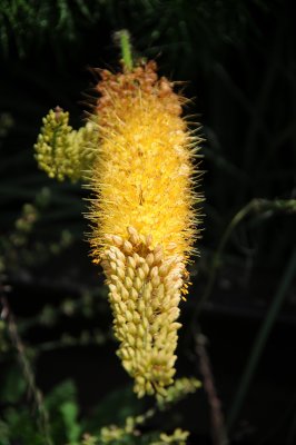 DSC_9526.JPG