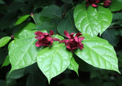 Summer 2011 - Brooklyn Botanic Garden