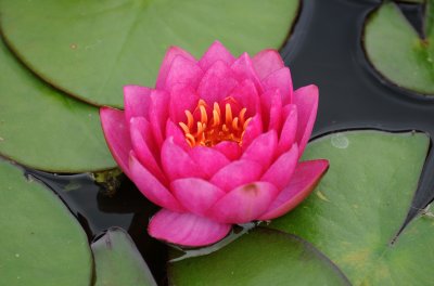 Water Lily