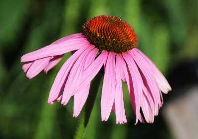 DSC_9986.JPG