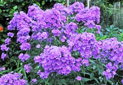 Phlox