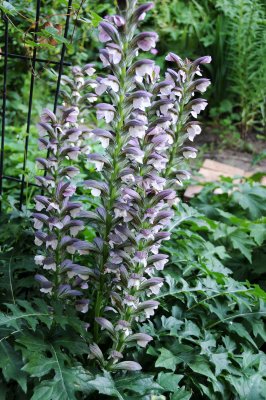 Acanthus