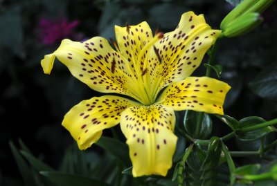 Yellow Lily with Leopard Spots